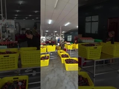 পলিয়েস্টার সেলাইয়ের থ্রেড